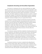 Cytoplasmic Streaming and Intracellular Organization Reading Worksheet sample page