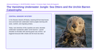 Demographic Ecology Scaffolded Phenomena-Based Lesson: The Vanishing Underwater Jungle: Sea Otters and the Urchin Barren Catastrophe Presentation sample page