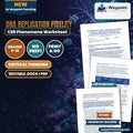 DNA Replication Fidelity: Replisome Architecture, Leading vs Lagging Strand Synthesis, and Proofreading Exonucleases CER Phenomena Worksheet cover