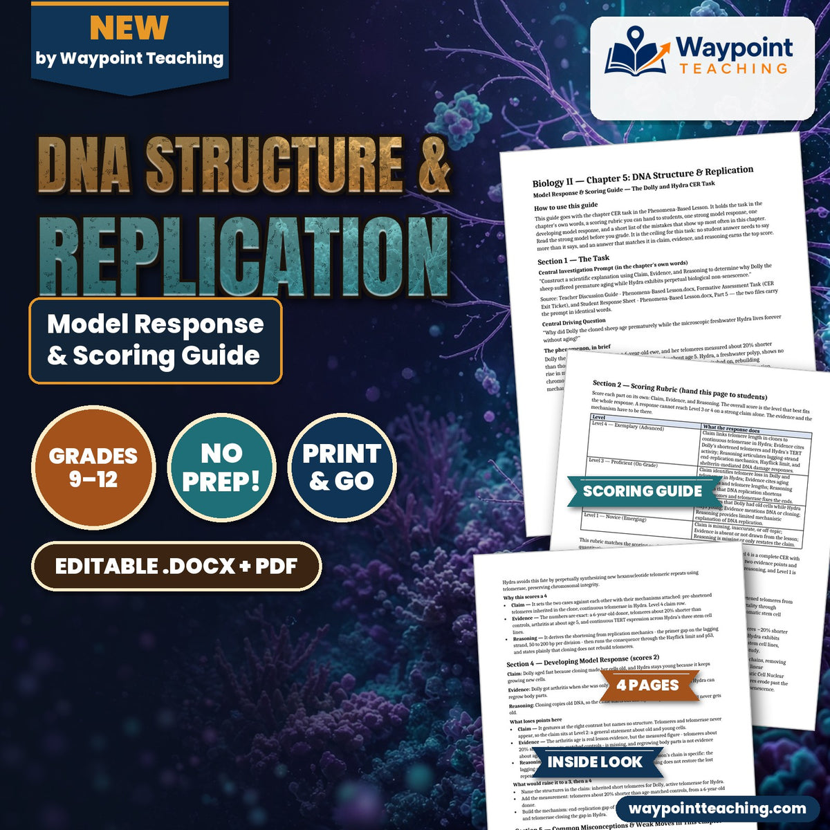 DNA Structure & Replication Model Response & Scoring Guide cover