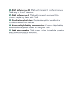 DNA Structure & Replication Vocabulary Words & Definitions sample page