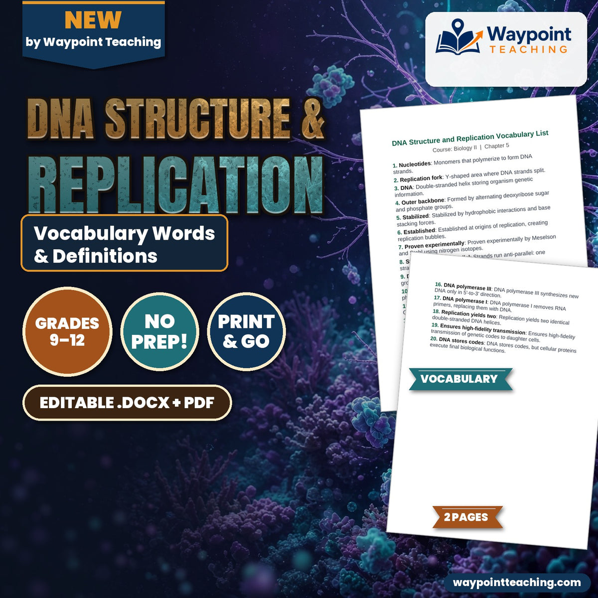 DNA Structure & Replication Vocabulary Words & Definitions cover