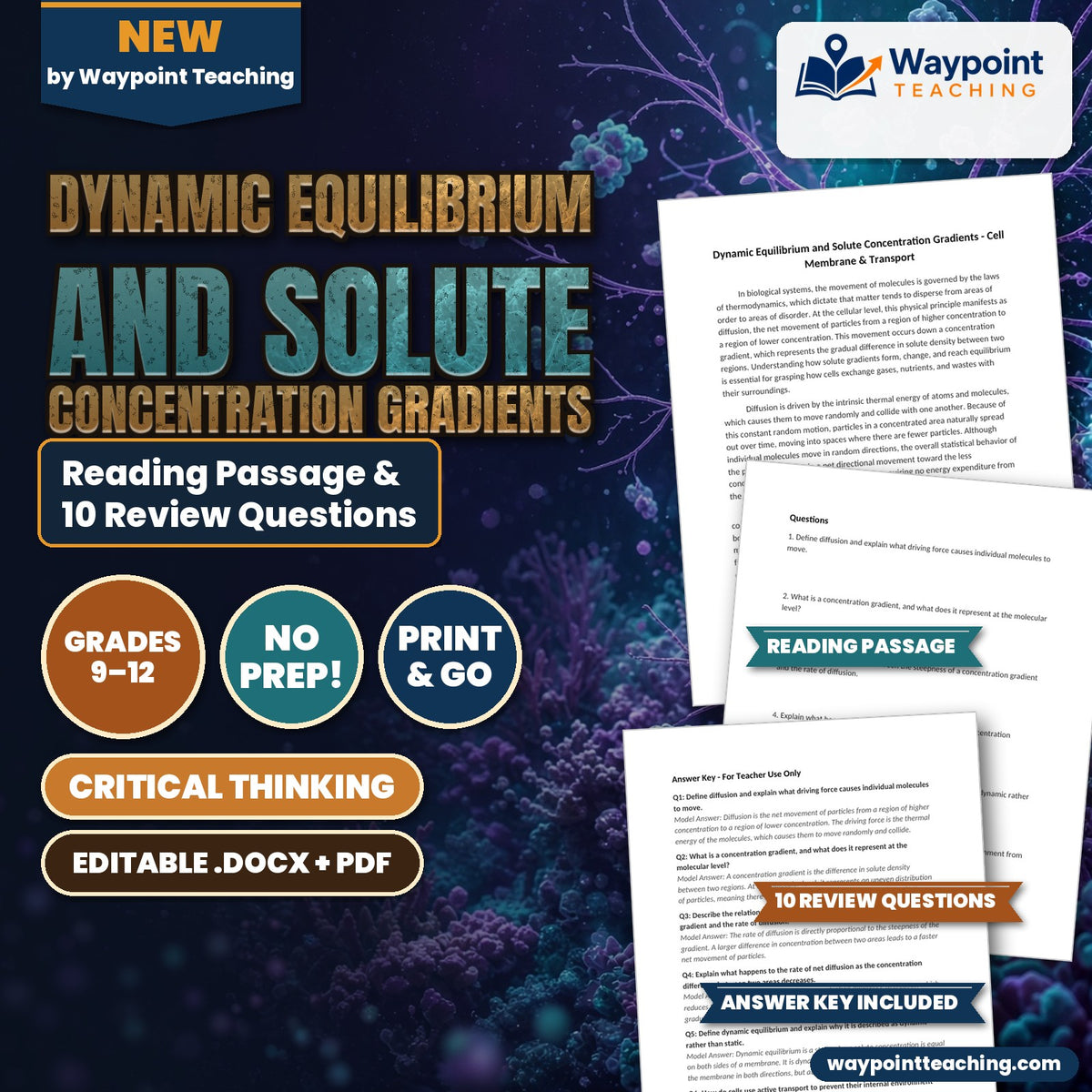 Dynamic Equilibrium and Solute Concentration Gradients Reading Worksheet cover