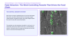 Ecosystem Dynamics & Energy Flow Phenomena-Based Lesson: Fatal Attraction: The Mind-Controlling Parasite That Drives the Food Chain Presentation sample page
