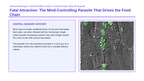 Ecosystem Dynamics & Energy Flow Scaffolded Phenomena-Based Lesson: Fatal Attraction: The Mind-Controlling Parasite That Drives the Food Chain Presentation sample page