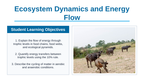 Ecosystem Dynamics & Energy Flow Slide Show Presentation sample page