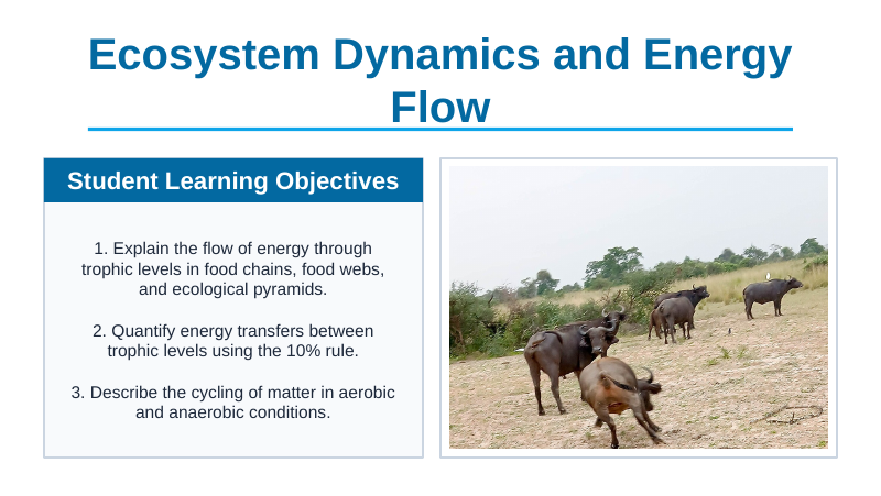 Ecosystem Dynamics & Energy Flow Slide Show Presentation sample page