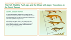 Evidence & Mechanisms of Evolution Scaffolded Phenomena-Based Lesson: The Fish That Did Push-Ups and the Whale with Legs: Transitions in the Fossil Record Presentation sample page