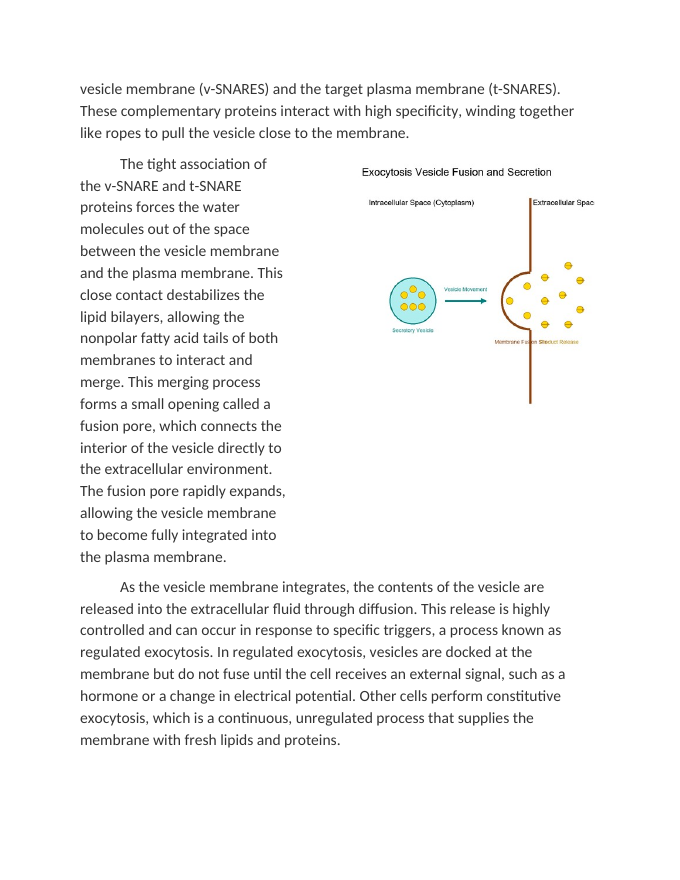 Exocytosis and the Secretion of Cellular Products Reading Worksheet sample page