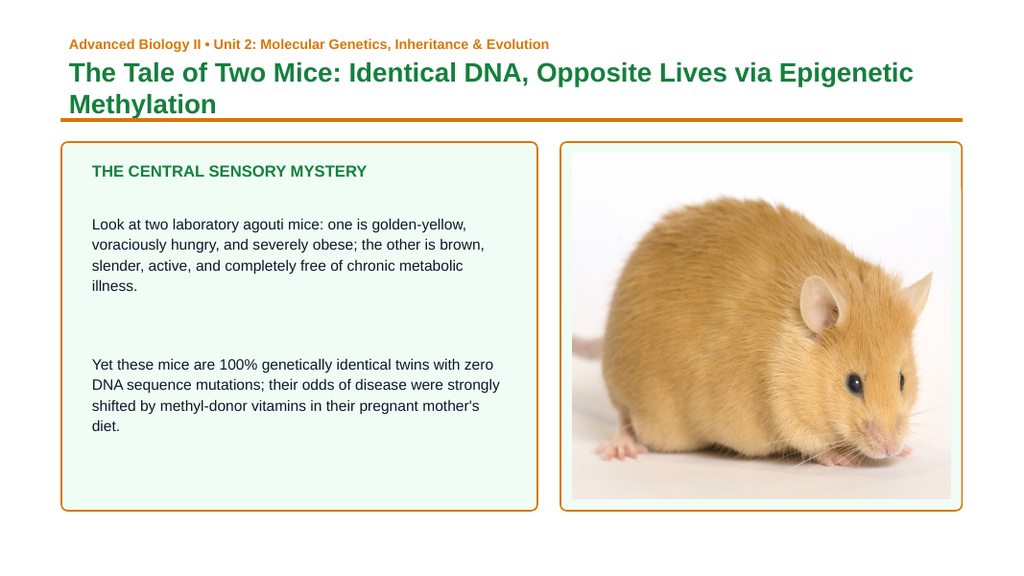 Gene Expression & Mutation Phenomena-Based Lesson: The Tale of Two Mice: Identical DNA, Opposite Lives via Epigenetic Methylation Presentation sample page