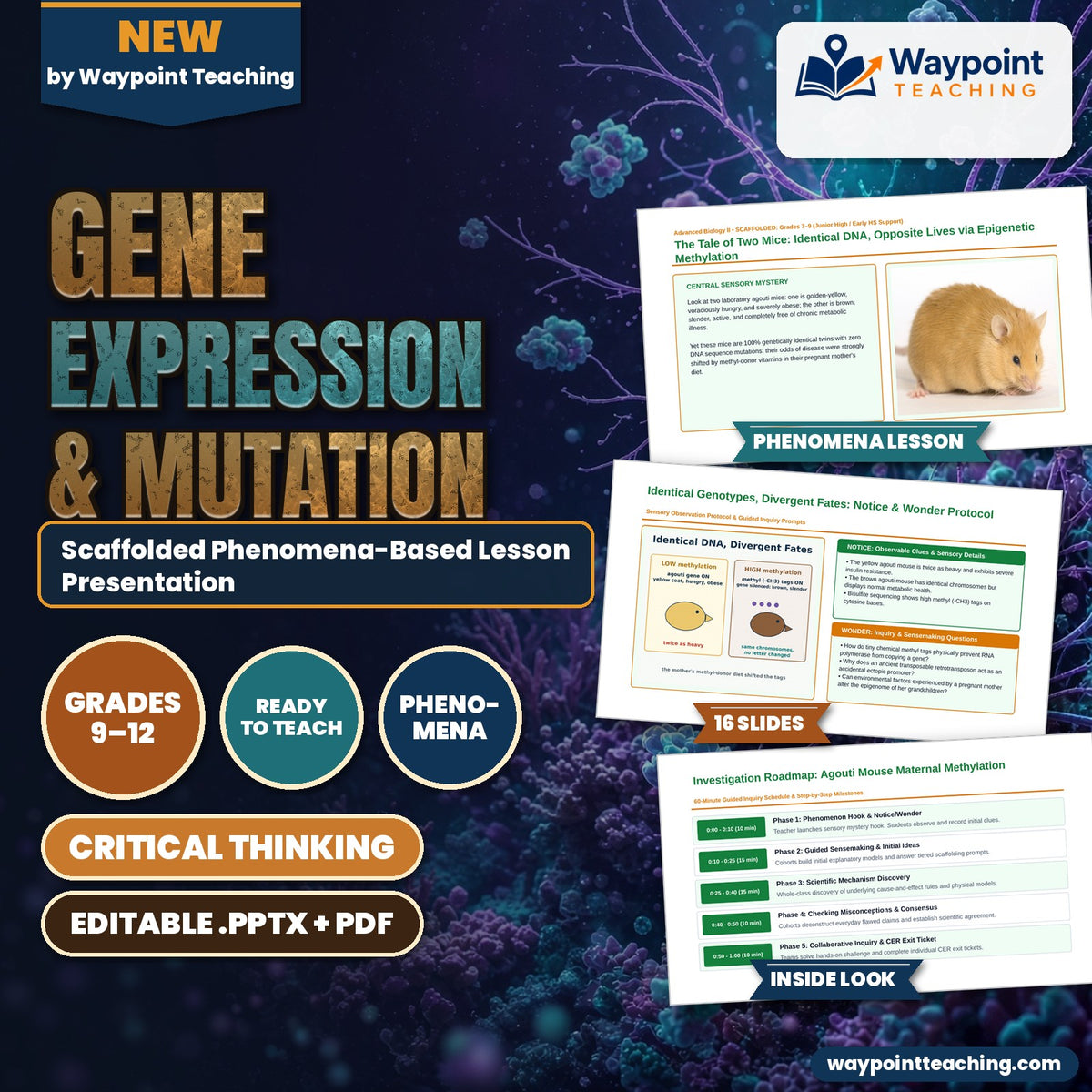 Gene Expression & Mutation Scaffolded Phenomena-Based Lesson: The Tale of Two Mice: Identical DNA, Opposite Lives via Epigenetic Methylation Presentation cover