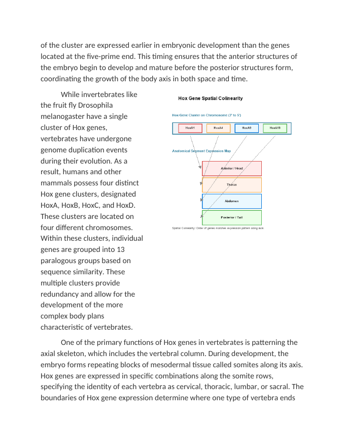Hox Genes and Human Body Plan Patterning Reading Worksheet sample page