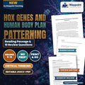 Hox Genes and Human Body Plan Patterning Reading Worksheet cover