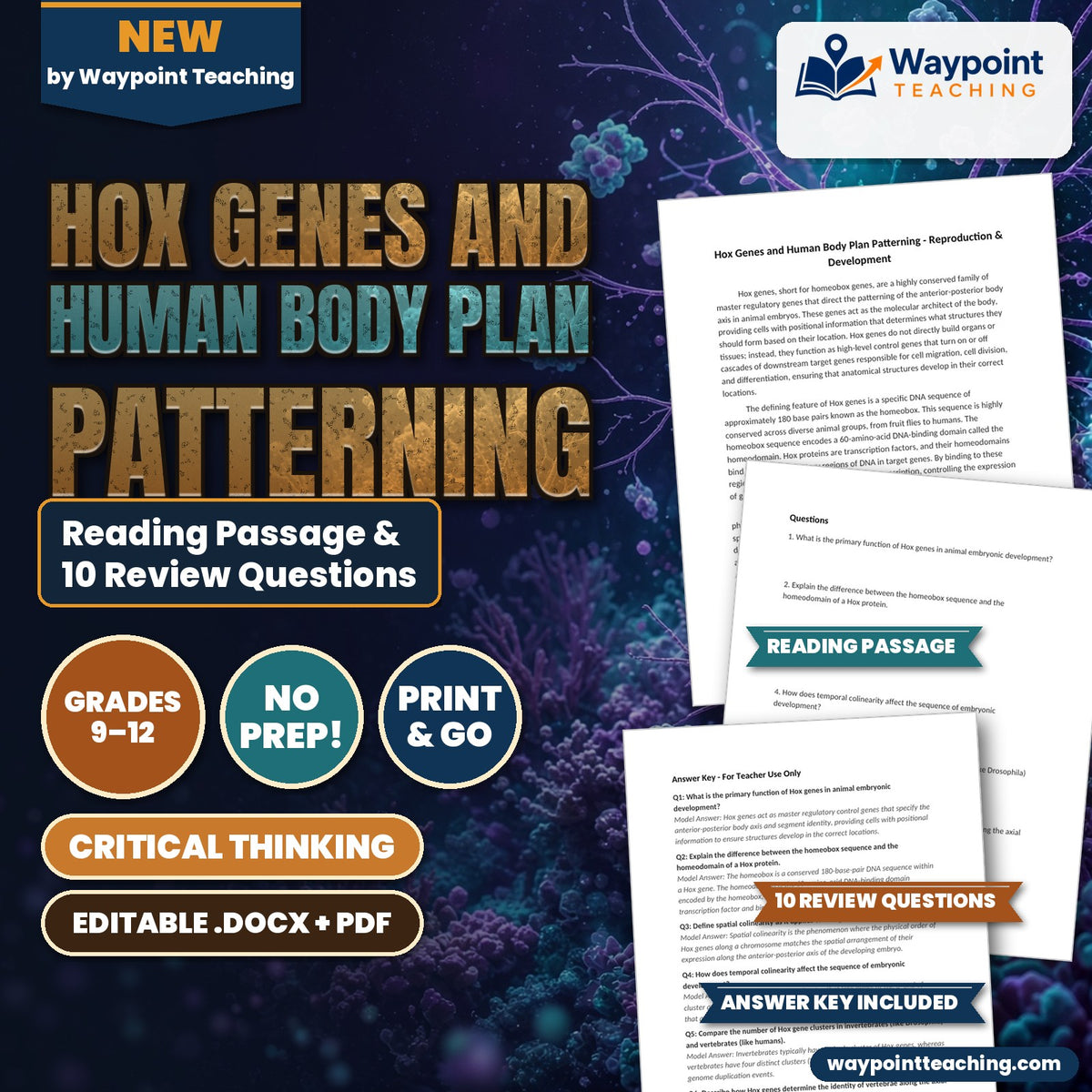 Hox Genes and Human Body Plan Patterning Reading Worksheet cover