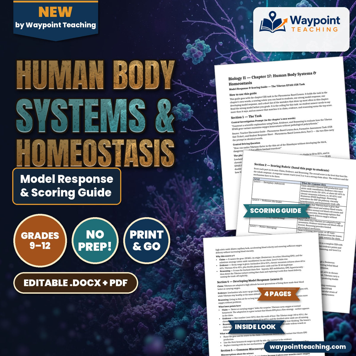 Human Body Systems & Homeostasis Model Response & Scoring Guide cover