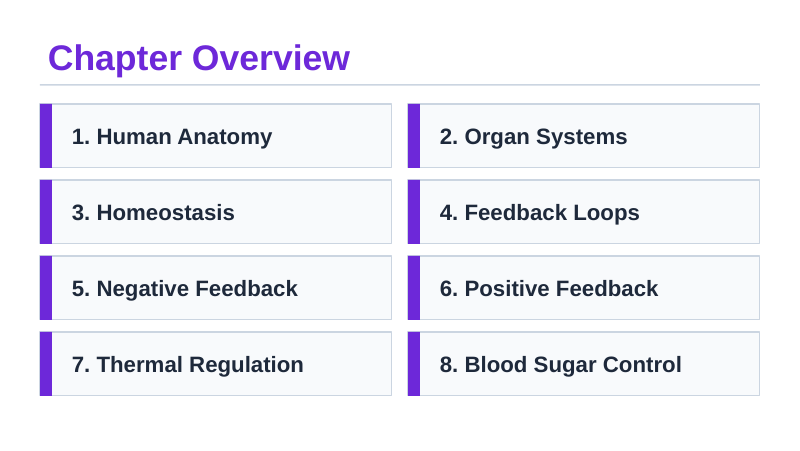 Human Body Systems & Homeostasis Slide Show Presentation sample page