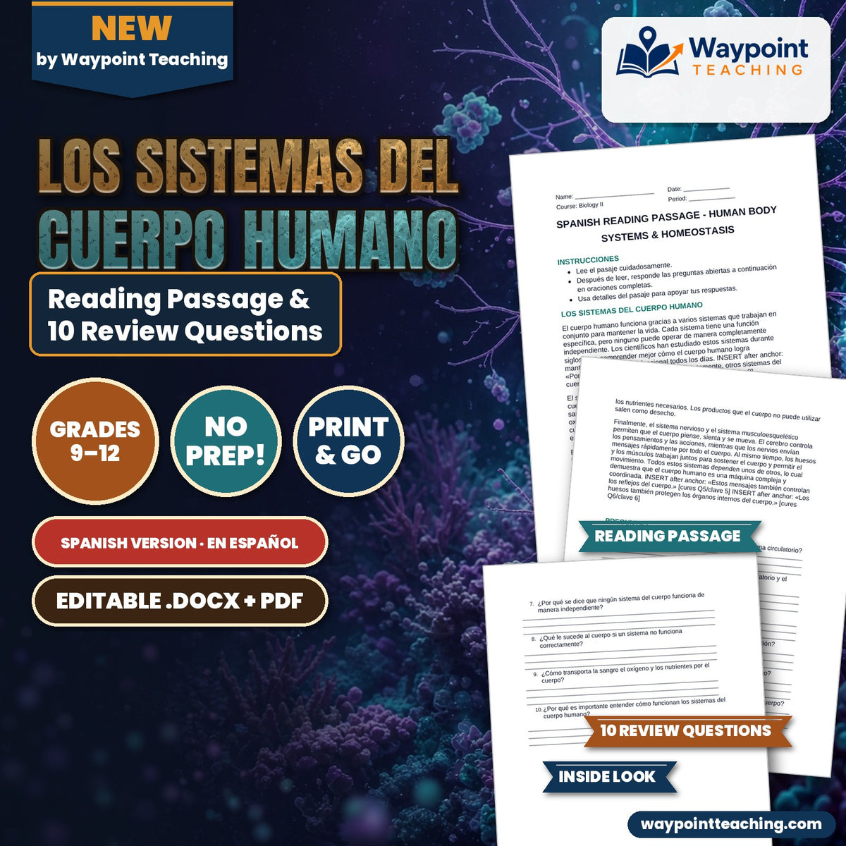 Human Body Systems & Homeostasis Spanish Reading Passage & Comprehension Questions cover