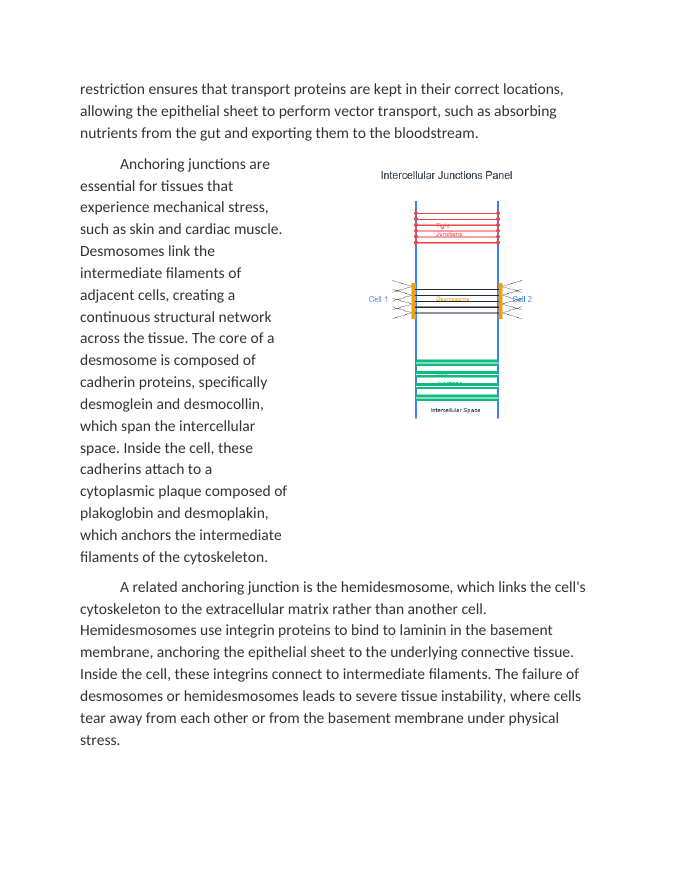 Intercellular Junctions and Tissue Integrity Reading Worksheet sample page