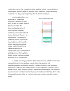 Intercellular Junctions and Tissue Integrity Reading Worksheet sample page