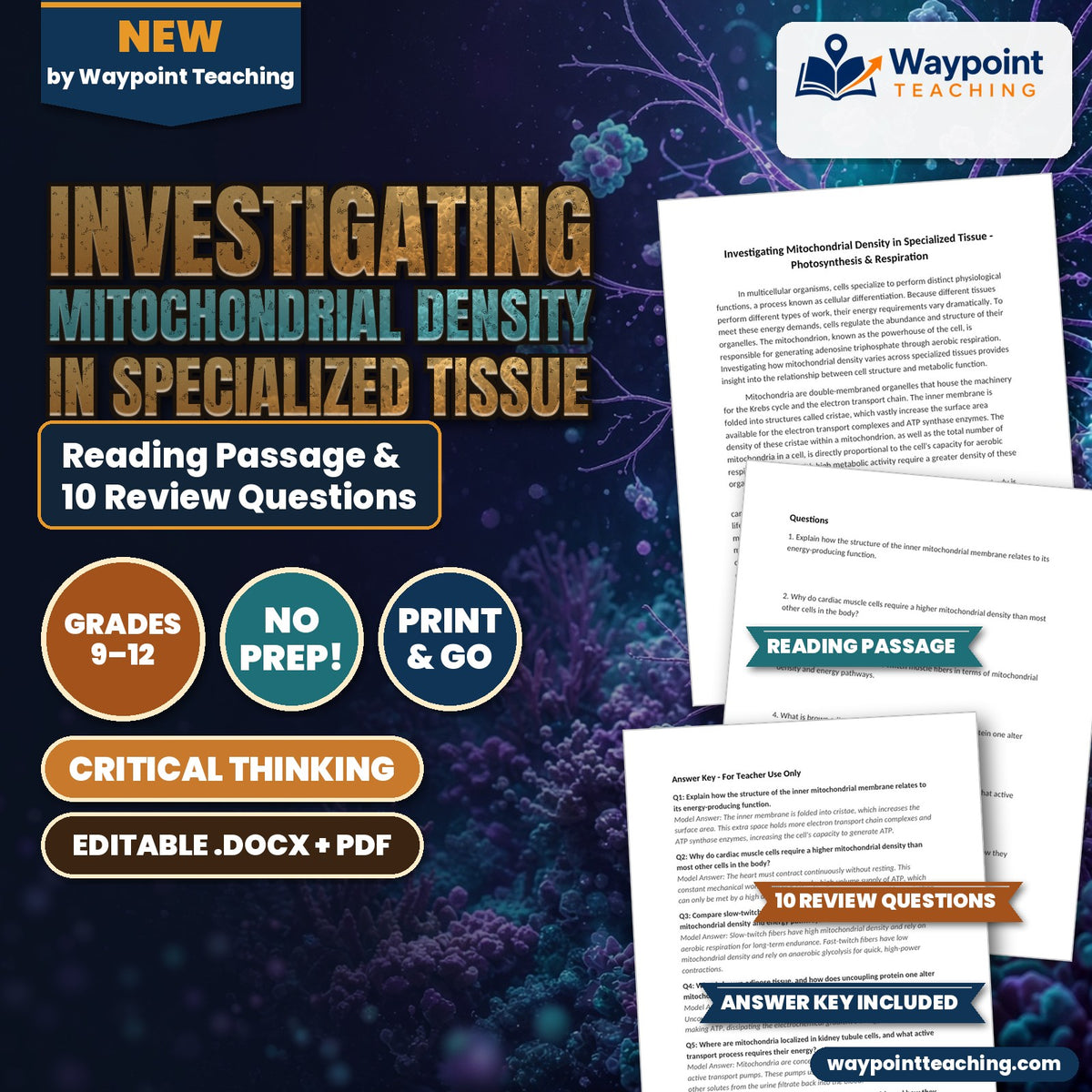 Investigating Mitochondrial Density in Specialized Tissue Reading Worksheet cover