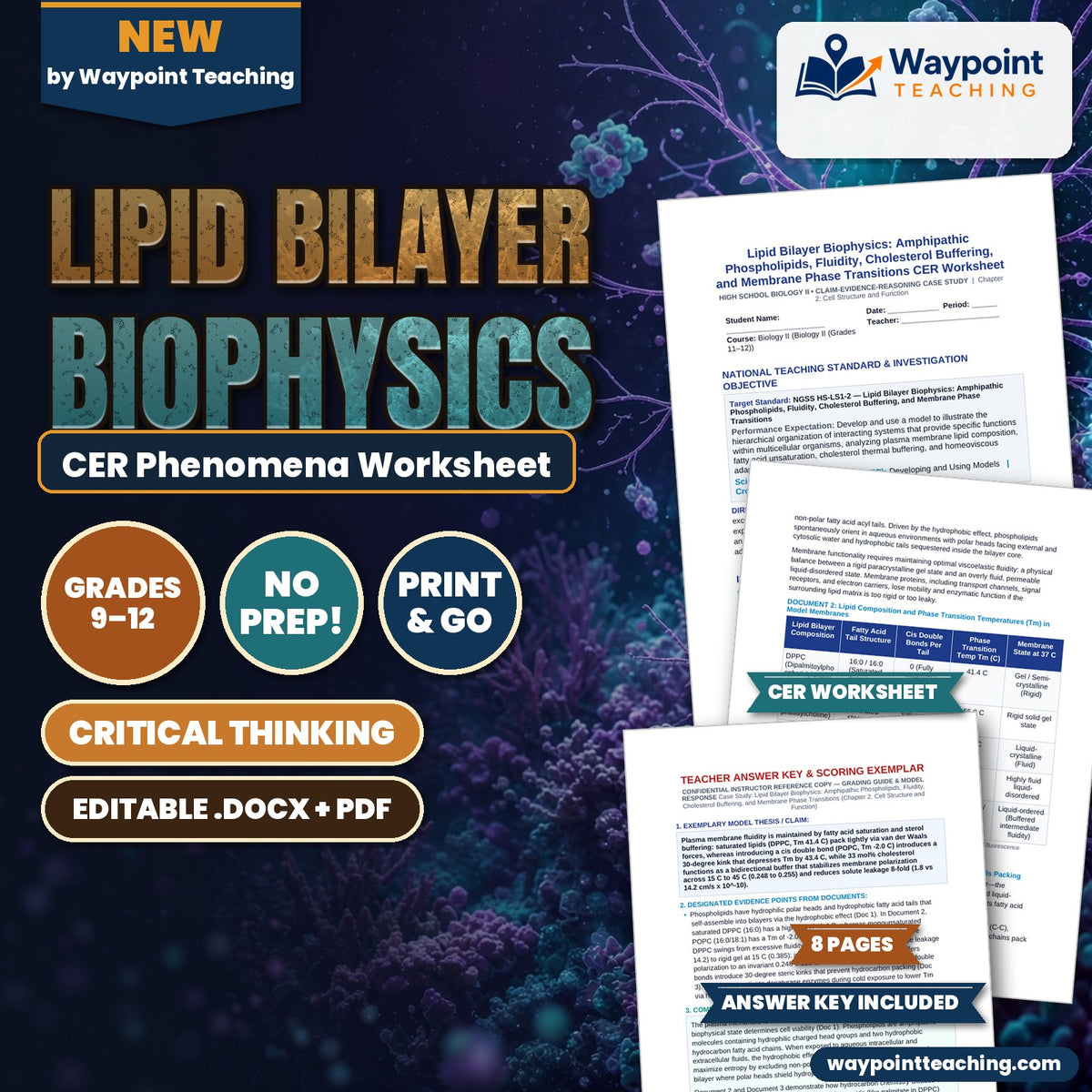 Lipid Bilayer Biophysics: Amphipathic Phospholipids, Fluidity, Cholesterol Buffering, and Membrane Phase Transitions CER Phenomena Worksheet cover