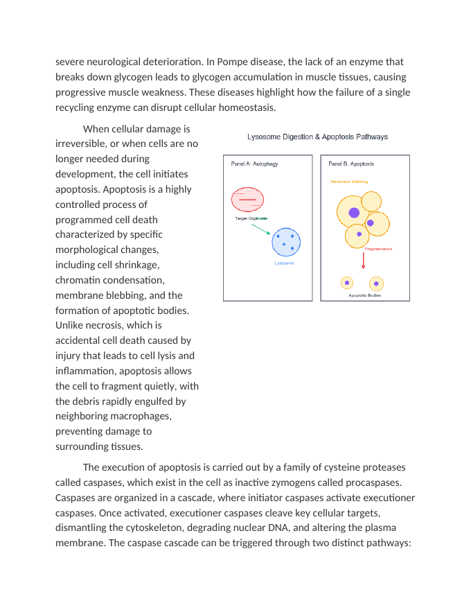 Lysosomal Function and Cellular Apoptosis Pathways Reading Worksheet sample page