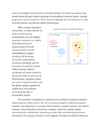 Lysosomal Function and Cellular Apoptosis Pathways Reading Worksheet sample page