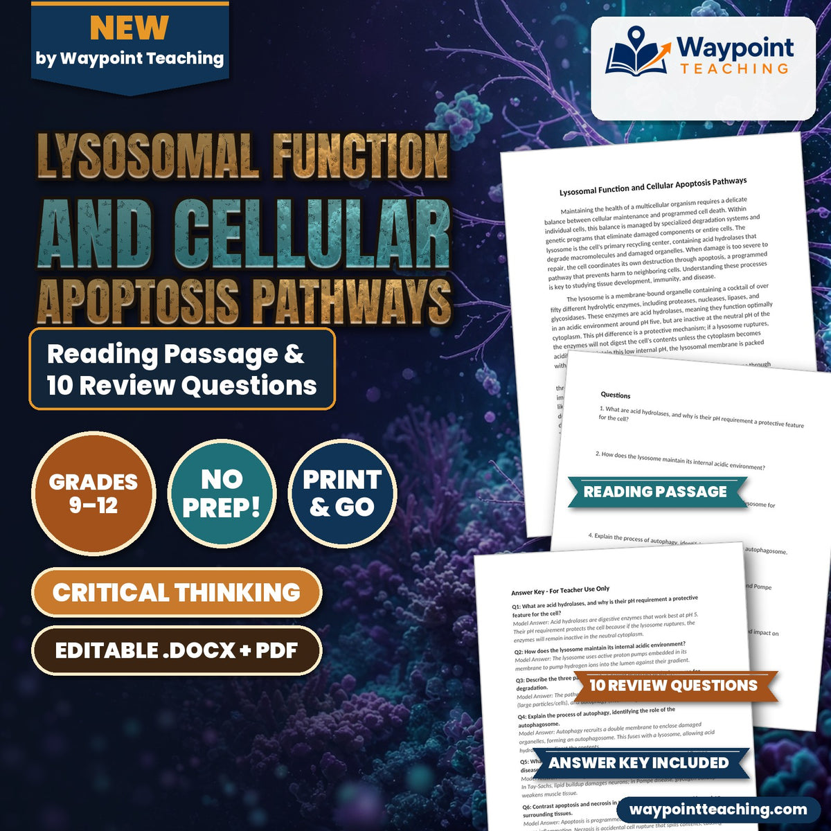 Lysosomal Function and Cellular Apoptosis Pathways Reading Worksheet cover