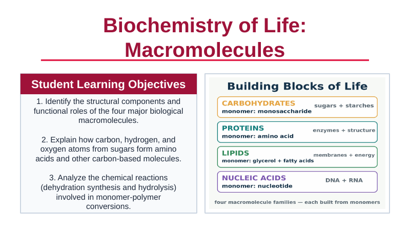 Macromolecules Slide Show Presentation sample page