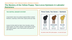 Mendelian Genetics & Inheritance Phenomena-Based Lesson: The Mystery of the Yellow Puppy: Two-Locus Epistasis in Labrador Retrievers Presentation sample page