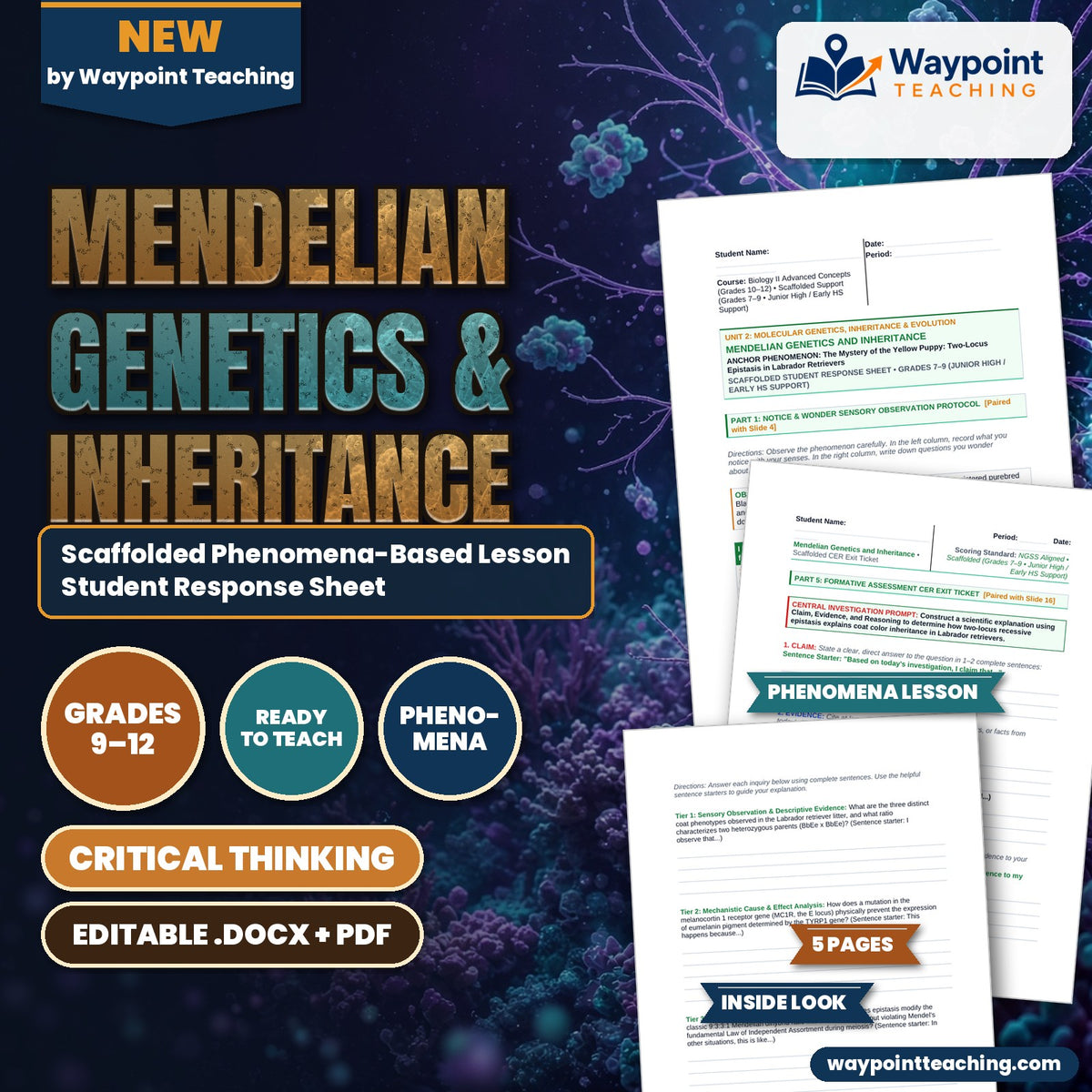 Mendelian Genetics & Inheritance Scaffolded Phenomena-Based Lesson: The Mystery of the Yellow Puppy: Two-Locus Epistasis in Labrador Retrievers Student Response Sheet cover