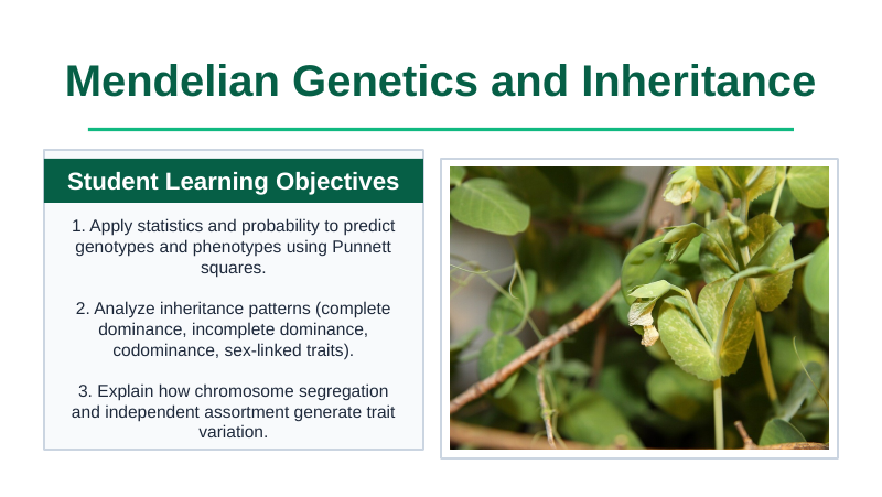Mendelian Genetics & Inheritance Slide Show Presentation sample page