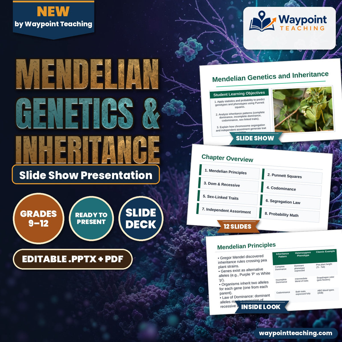Mendelian Genetics & Inheritance Slide Show Presentation cover