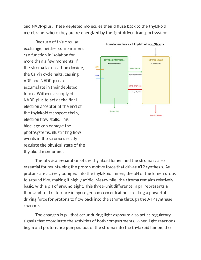 Modeling the Interdependence of Stroma and Thylakoid Environments Reading Worksheet sample page