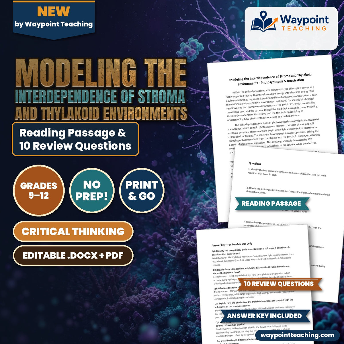 Modeling the Interdependence of Stroma and Thylakoid Environments Reading Worksheet cover