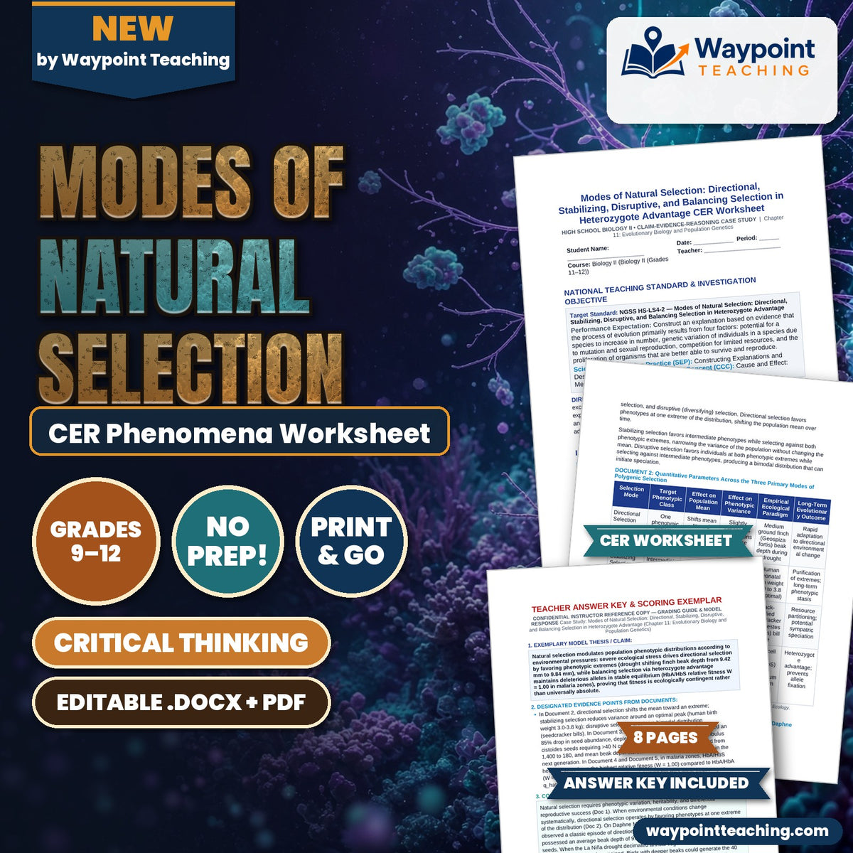 Modes of Natural Selection: Directional, Stabilizing, Disruptive, and Balancing Selection in Heterozygote Advantage CER Phenomena Worksheet cover