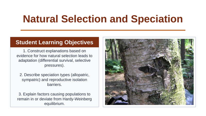 Natural Selection & Speciation Slide Show Presentation sample page