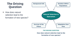 Natural Selection & Speciation Substitute Slideshow & Teacher Guide sample page