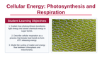 Photosynthesis & Respiration Slide Show Presentation sample page