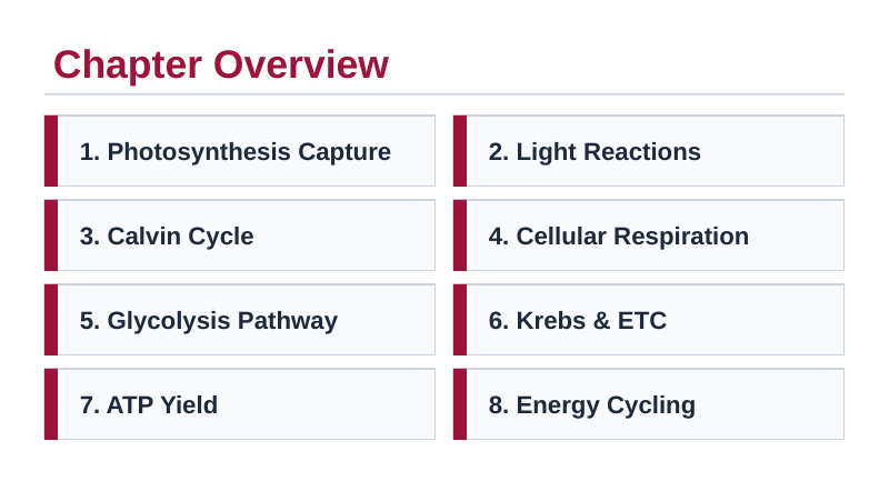 Photosynthesis & Respiration Slide Show Presentation sample page