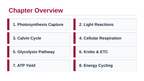 Photosynthesis & Respiration Slide Show Presentation sample page
