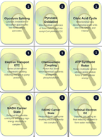 Photosynthesis & Respiration Trivia Board Game sample page