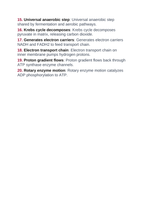Photosynthesis & Respiration Vocabulary Words & Definitions sample page