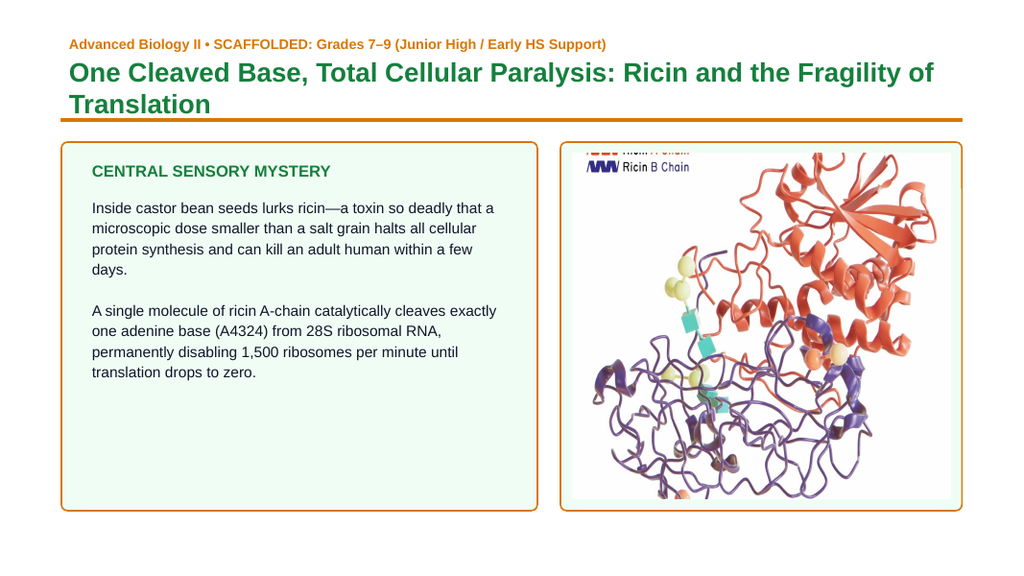 Protein Synthesis Scaffolded Phenomena-Based Lesson: One Cleaved Base, Total Cellular Paralysis: Ricin and the Fragility of Translation Presentation sample page