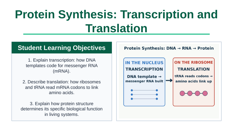 Protein Synthesis Slide Show Presentation sample page