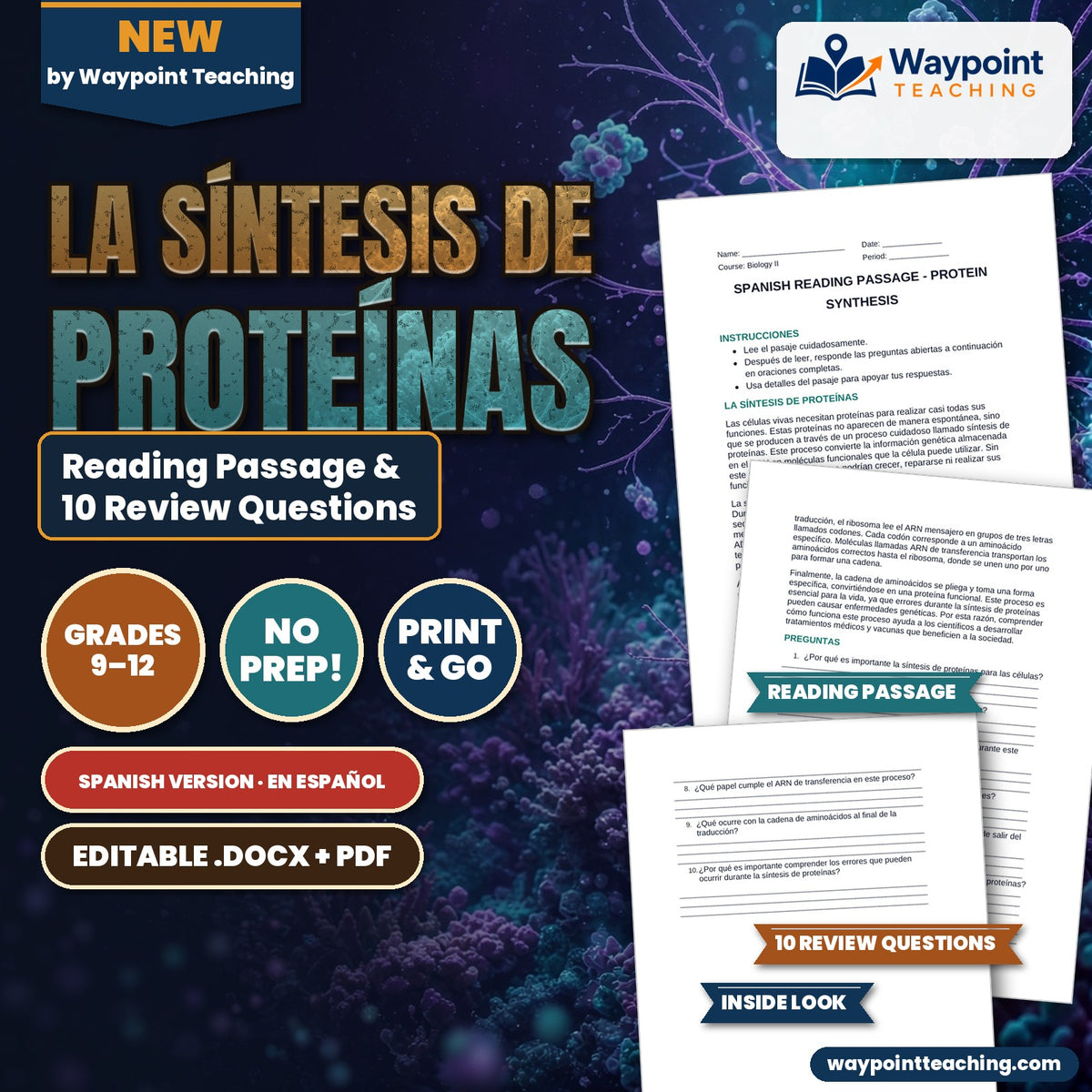 Protein Synthesis Spanish Reading Passage & Comprehension Questions cover