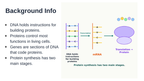 Protein Synthesis Substitute Slideshow & Teacher Guide sample page