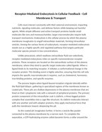 Receptor-Mediated Endocytosis in Cellular Feedback Reading Worksheet sample page