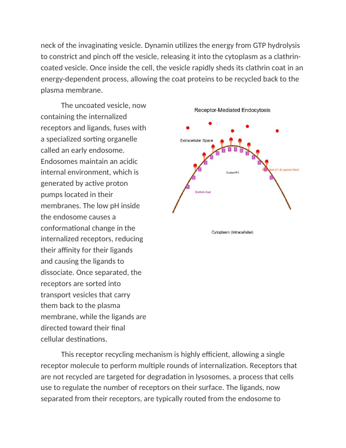 Receptor-Mediated Endocytosis in Cellular Feedback Reading Worksheet sample page