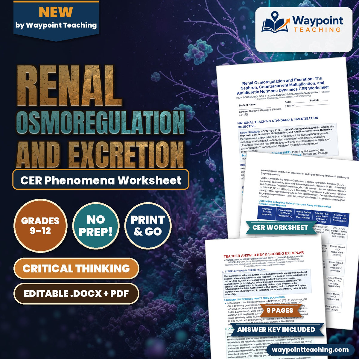 Renal Osmoregulation and Excretion: The Nephron, Countercurrent Multiplication, and Antidiuretic Hormone Dynamics CER Phenomena Worksheet cover
